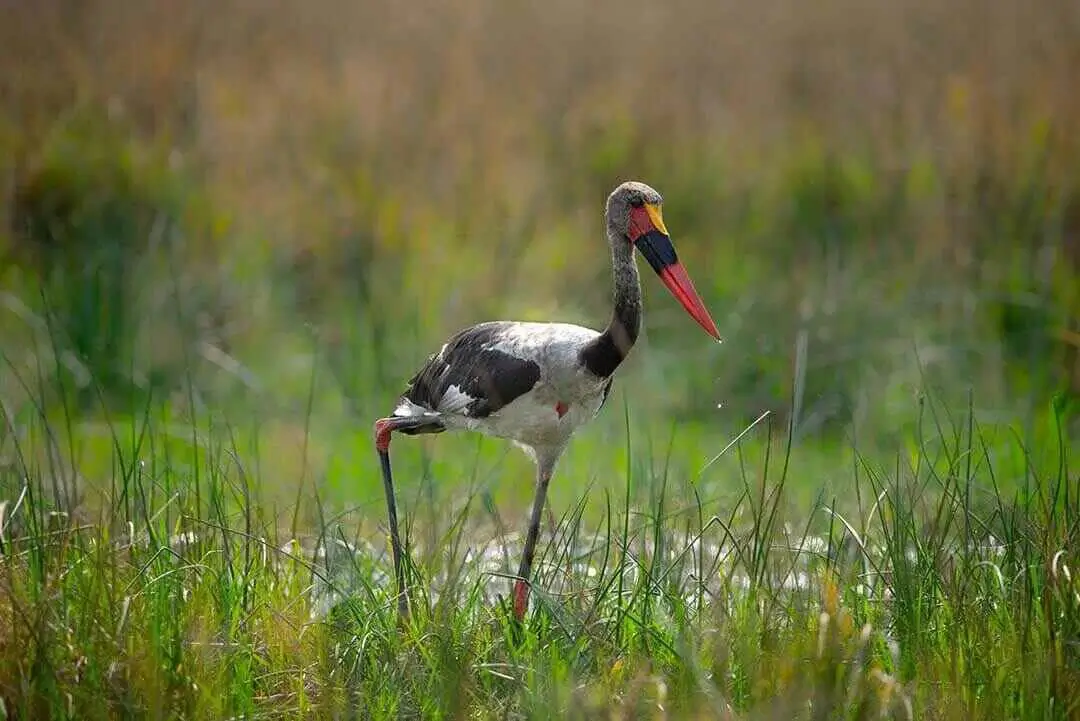 bird in botswana